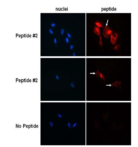 Specific detection of U251 cells with the biotin-peptide #2