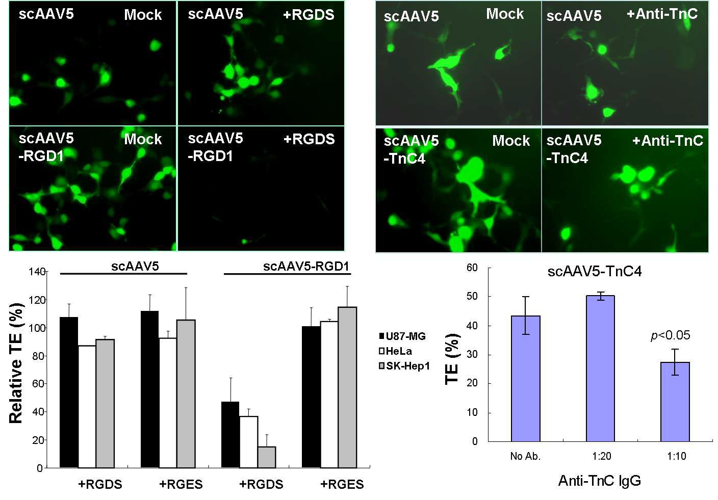 Analysis in target specificity on tumor surface of targeting rAAVs