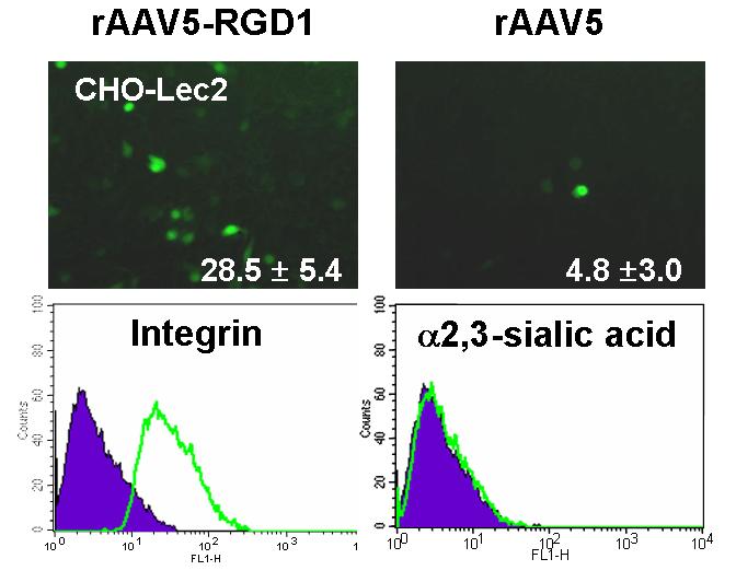 Sialic acid-independency of rA A V5-RGD