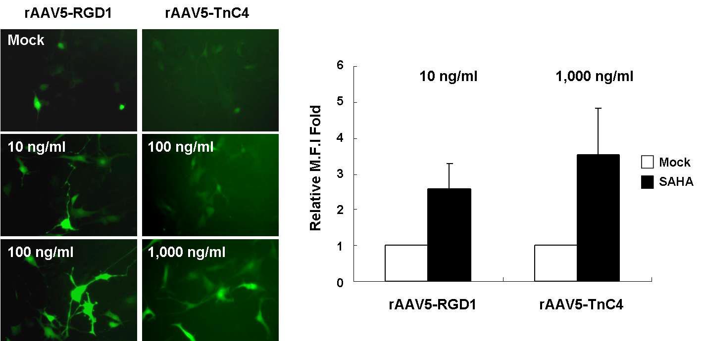 Enhanced gene transfer by rA A V5 in the presence of SA HA