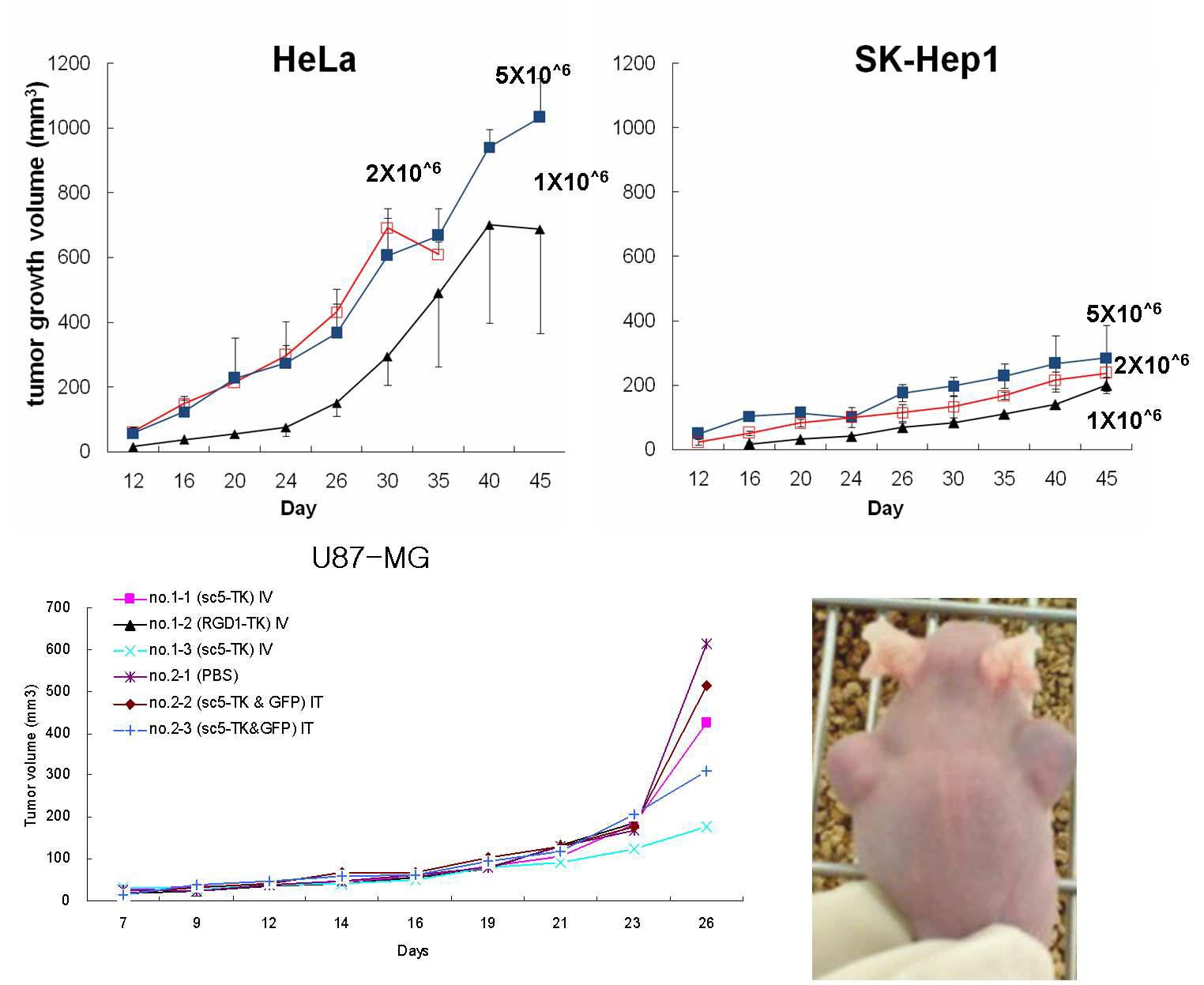 Tumor growth after subcutaneously inoculating various human cancer cells