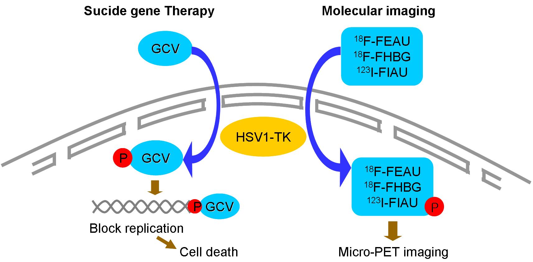 HSV-TK in cancer gene therapy & non-invasive imaging by micro-PET