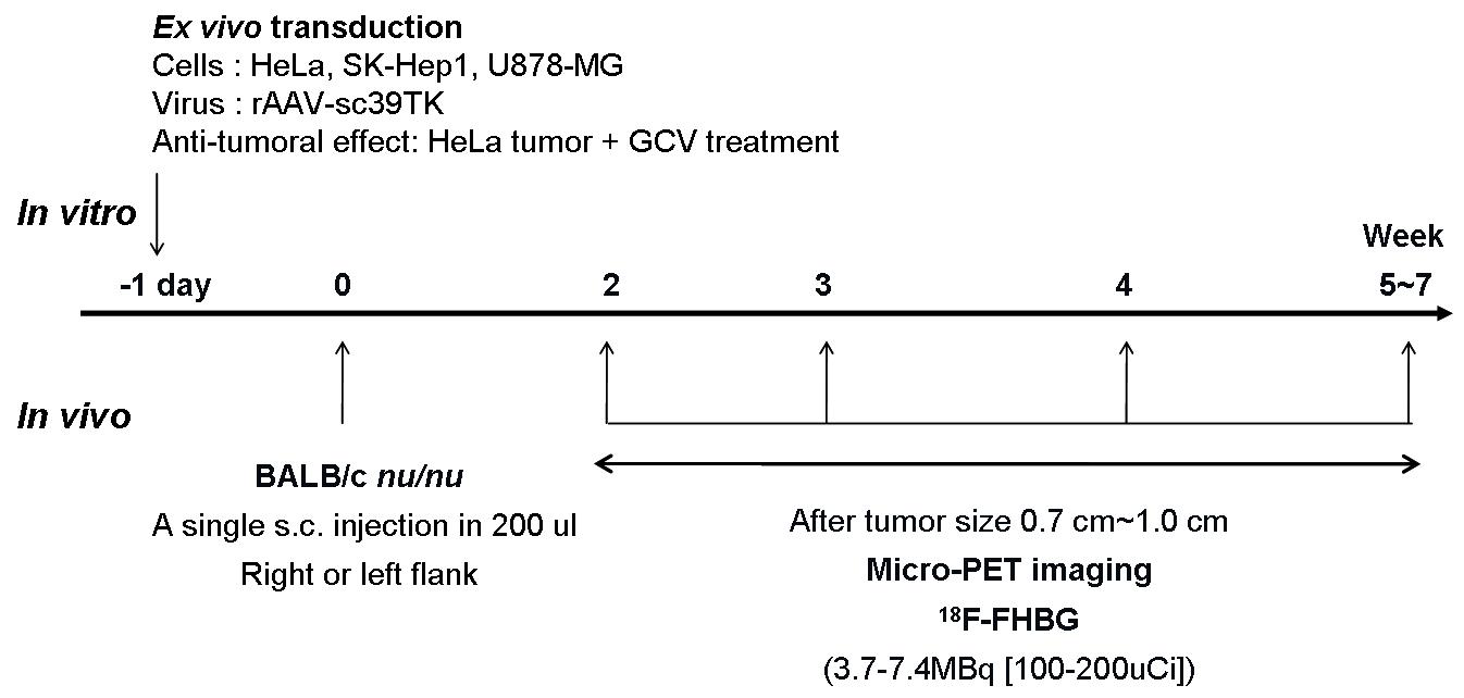 A nimal experimental scheme