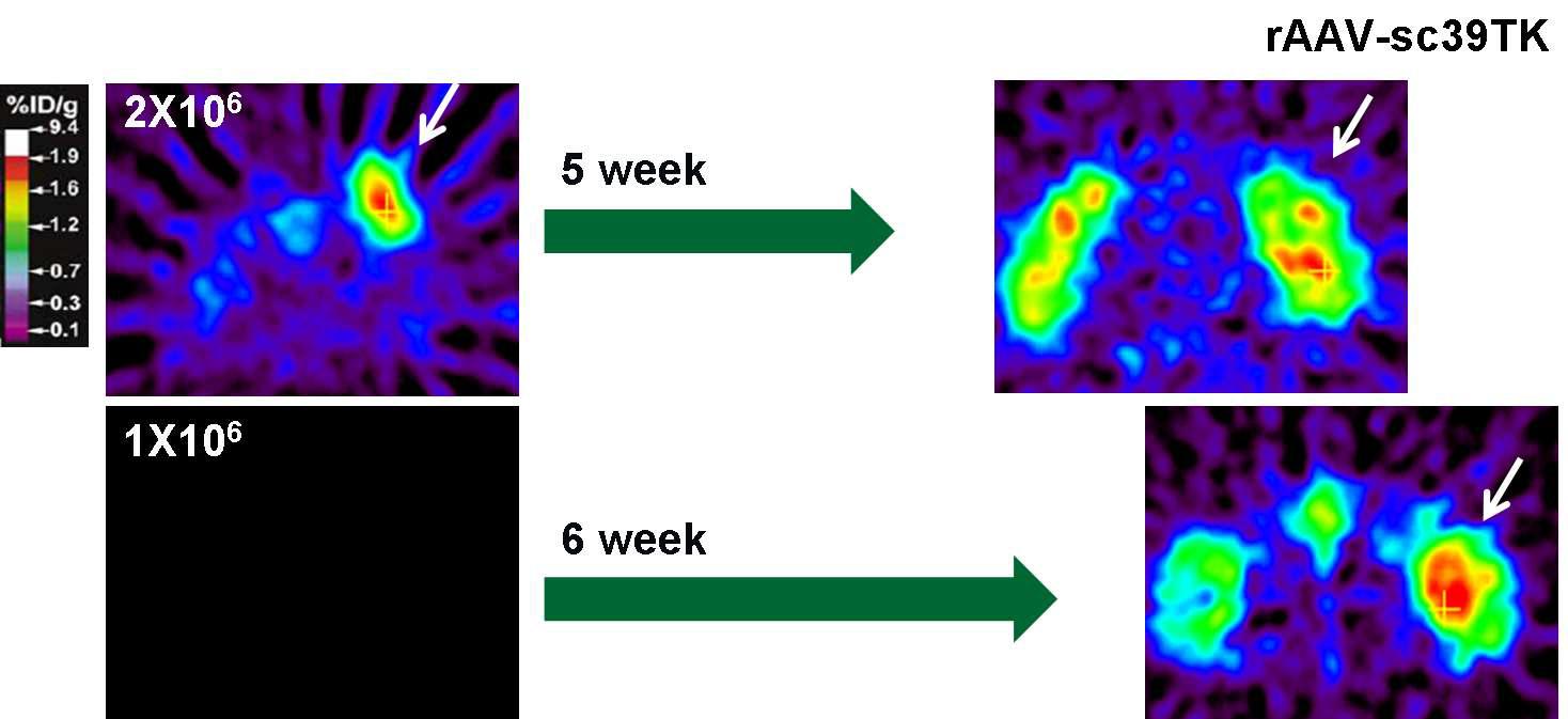 Micro-PET imaging in Hela tumor model: TK /18F-FHBG