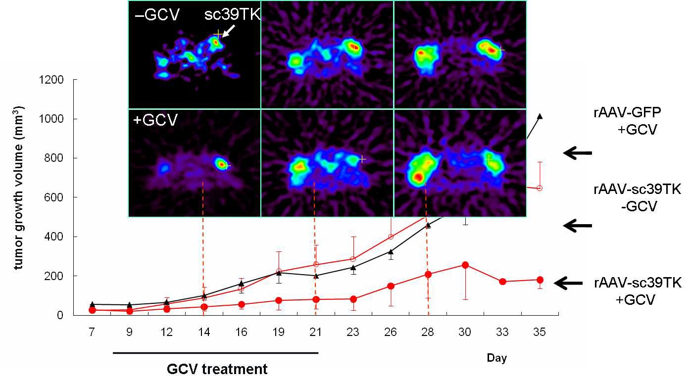 A nti-tumoral effect of GCV monitored by micro-PET