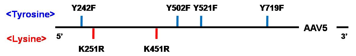 rA A V5 바이러스 표면 단백에 Tyr/Lys 유전변이형 제작위해 선정한 Tyr/Lys 위치