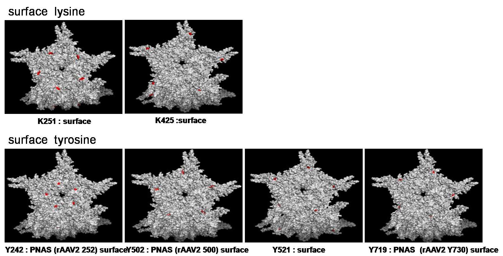 선정한 Tyr/Lys rA A V5 표면단백의 삼차구조상 위치분석