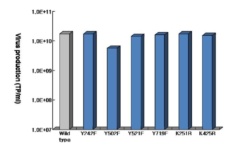 Single Tyr/Lys mutant rA A V5 바이러스들의 바이러스 생산능