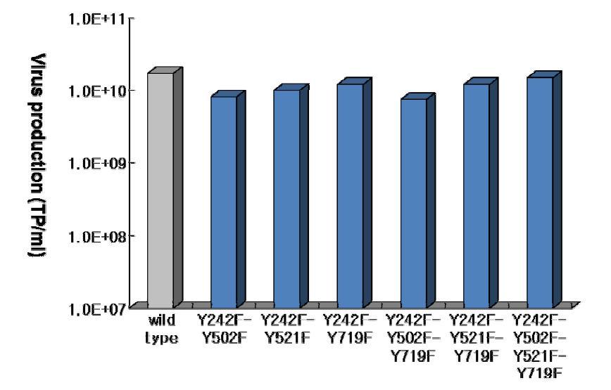 Multiple Tyr mutant rA A V5 바이러스들의 바이러스 생산능