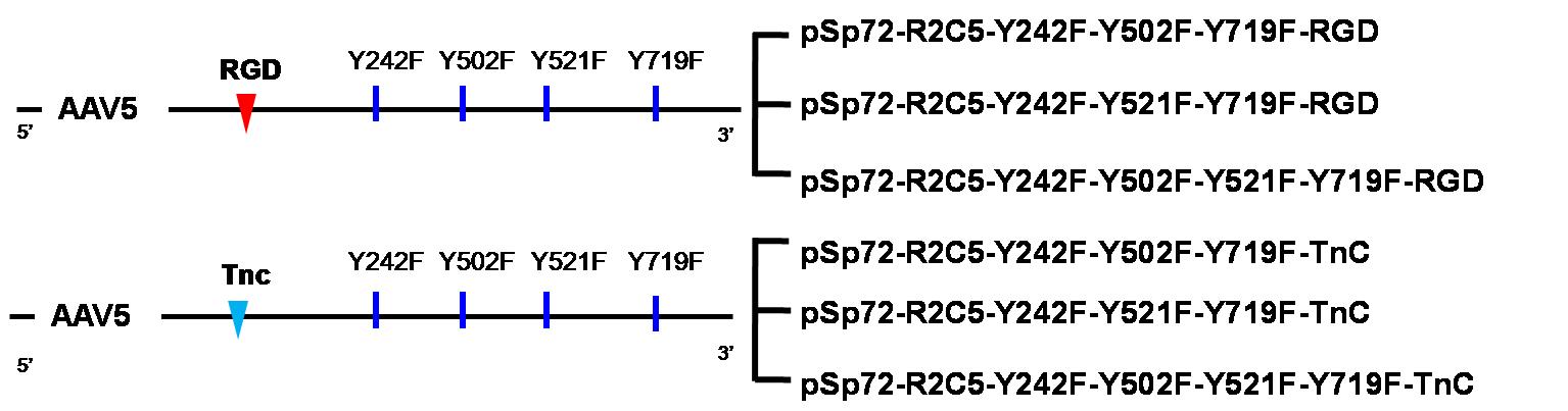 Multiple mutant retargeting rAAV5 바이러스 즉 RGD/ TNC형 제작