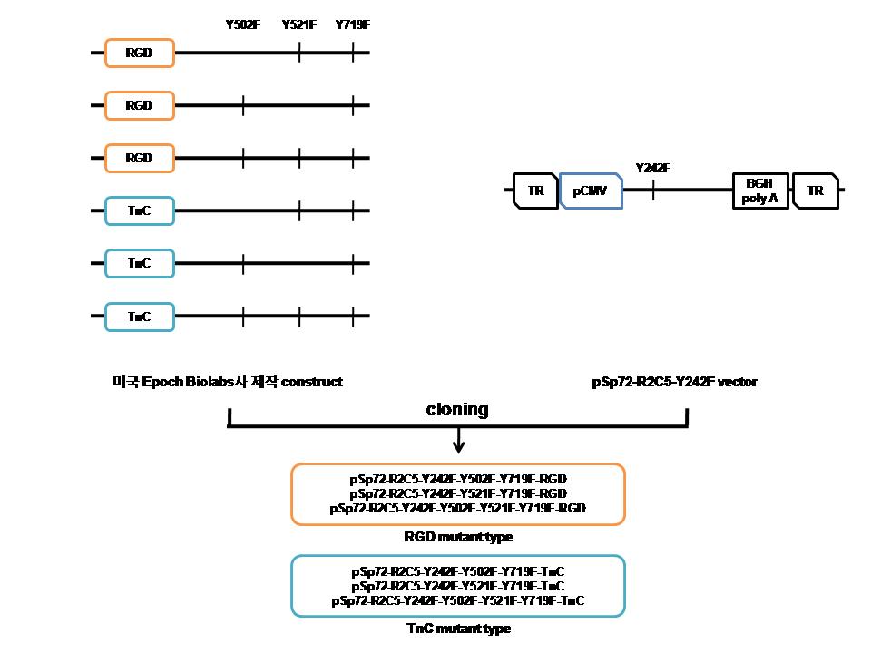 RGD, TNC mutant plasmid의 생산방법