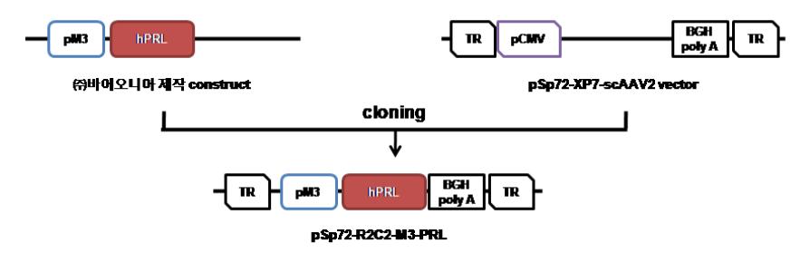 pM 3-PRL 삽입 plasmid의 생산방법