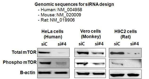 각종 암세포주의 mTOR siRNA 효능 분석