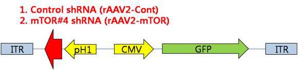 scAAV2-mTOR shRNA 벡터 시스템