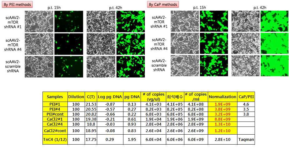 scAAV2-mTORshRNA virus의 virus 생산량