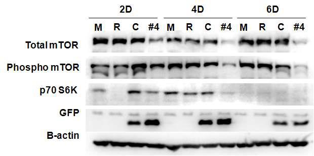 scAAV2-mTOR shRNA에 의한 mTOR 발현 저해 효과 분석