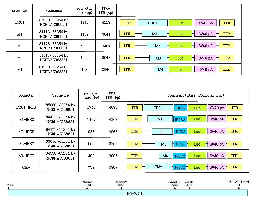 Schematic maps of rAAV2-Luc vectors containing PRC1 and its deleted mutant promoters