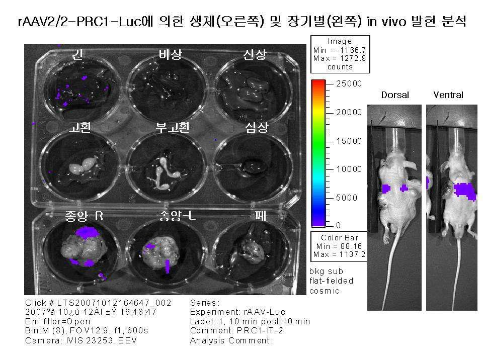 In vivo distribution of rAAV2-PRC1-Luc vectors in HeLa-implanted nude mice