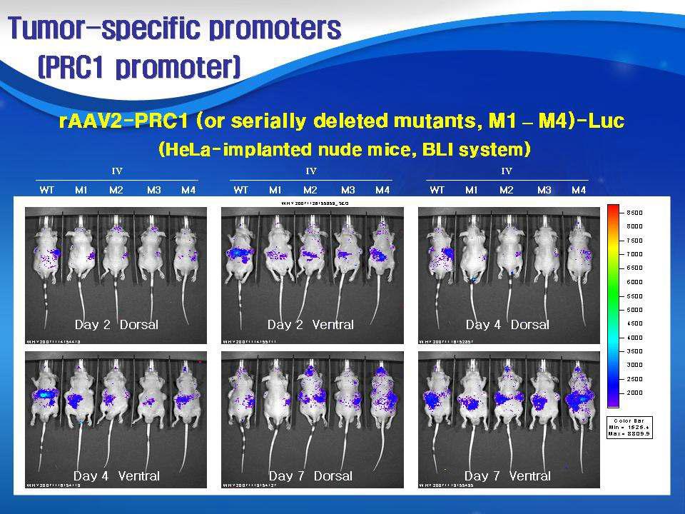 In vivo distribution of rAAV2-PRC1(or M 1-M4)-Luc vectors in HeLa-implanted nude mice