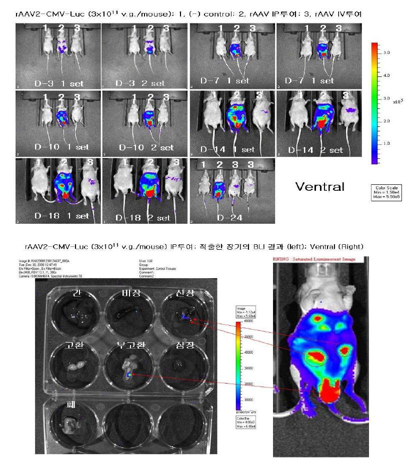 In vivo distribution of rAAV2-CM V-Luc vectors in HeLa-implanted nude mice monitored by a X enogen IVIS BLI system