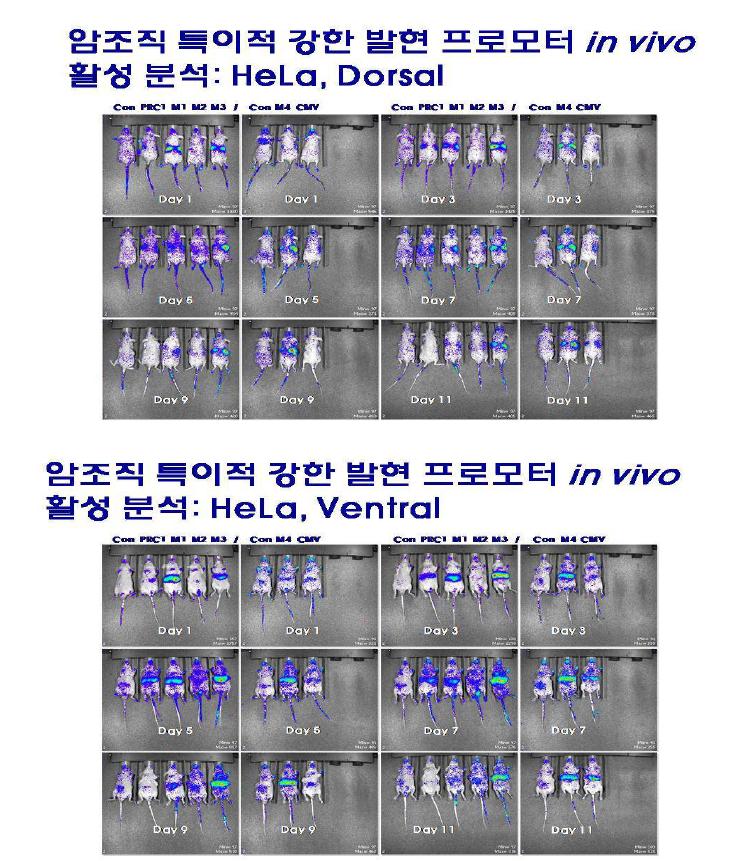 In vivo promoter activities and expression profiles of rAAV2-(PRC1, M 1~M 4 and CMV) in HeLa-implanted nude mice