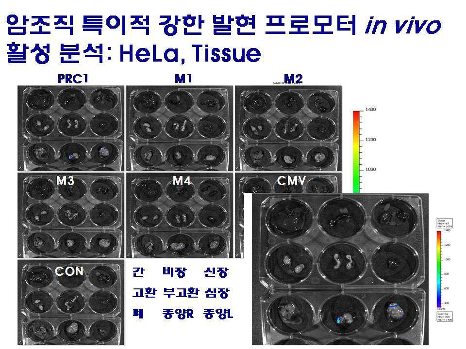 Tissue expression profiles of rAAV2-(PRC1, M1~M4 and CMV) in HeLa-implanted nude mice