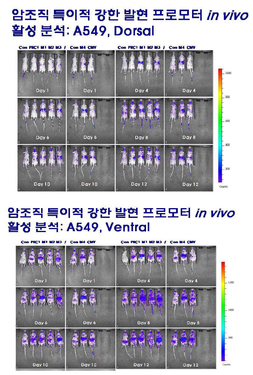 In vivo promoter activities and expression profiles of rAAV2-(PRC1, M1~M 4 and CMV) in A 549-implanted nude mice