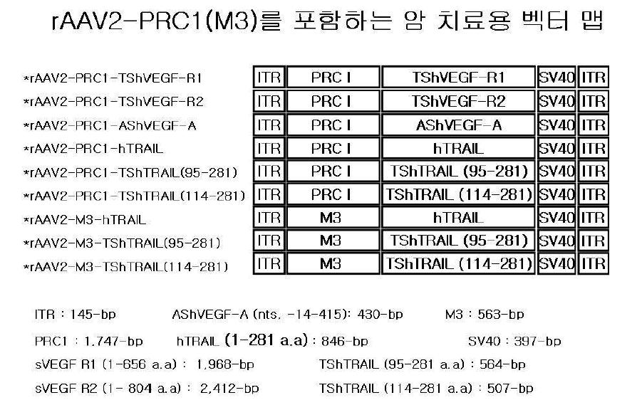 Schematic maps of dual targeting rAAV2-(PRC1 or M1) vectors containing various therapeutic cDNA s