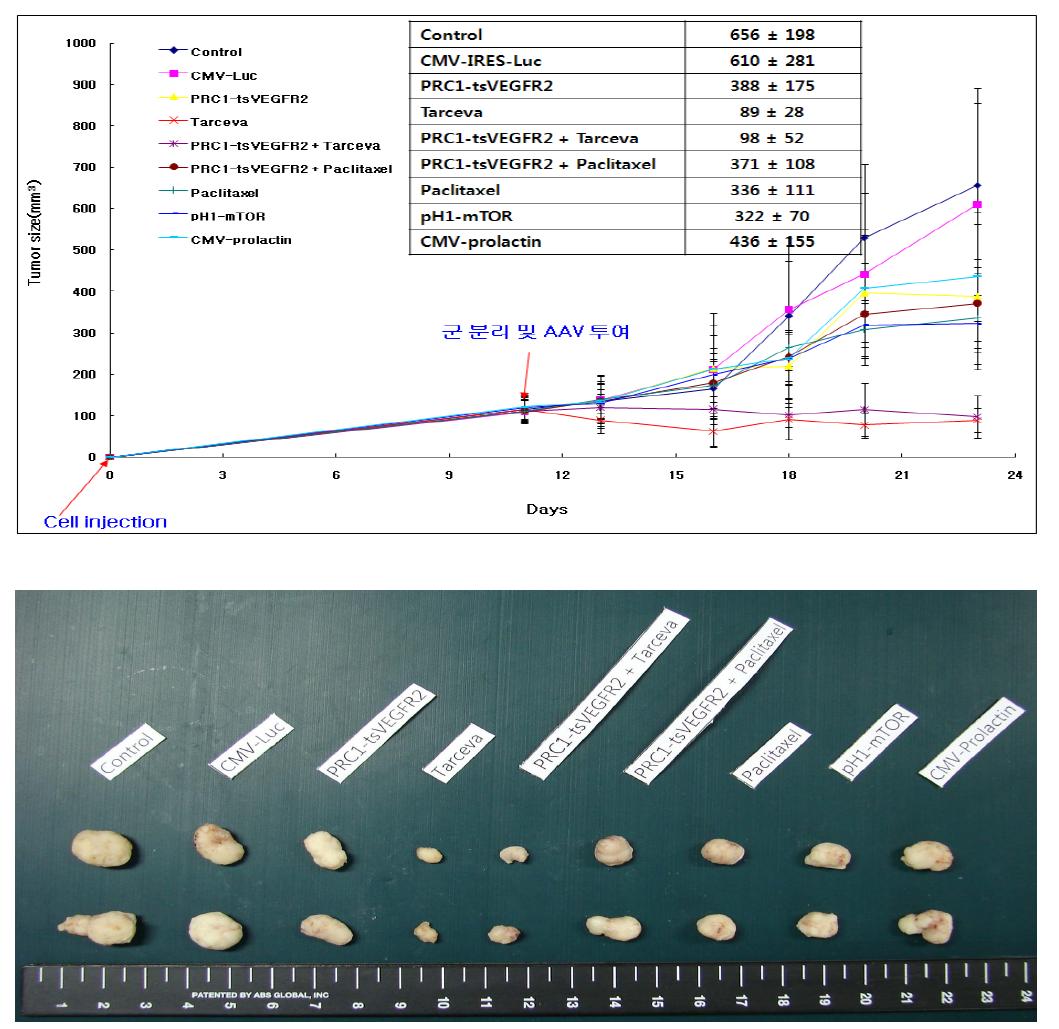 In vivo anti-tumor efficacy of rAAV2 vectors in NCI-H292 implanted nude mice