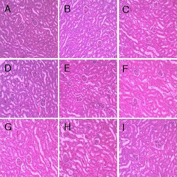 H&E Staining - Kidney