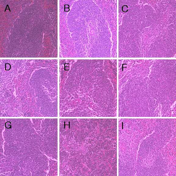 H&E Staining - Spleen