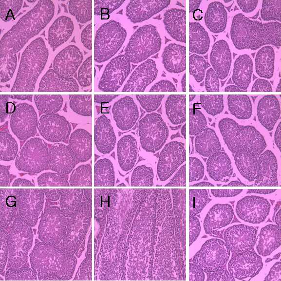 H&E Staining - Testis