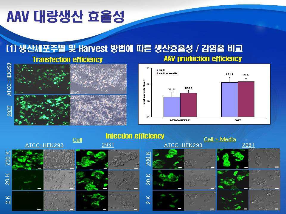 Production and infection efficiencies of rAAV2-CMV-GFP vectors from HEK 293 and 293T producing cell lines