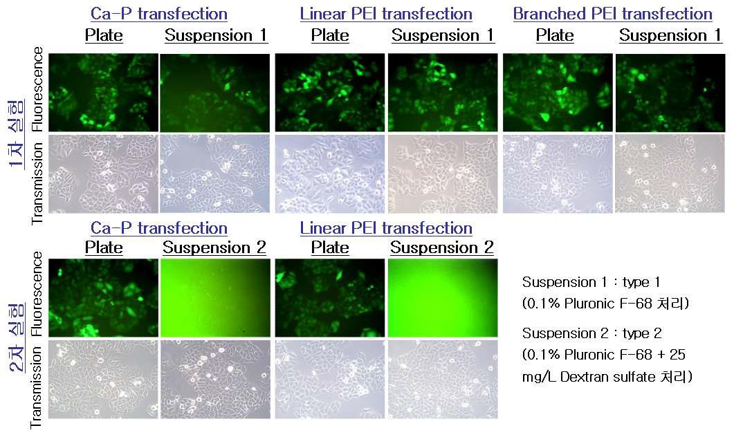 Production and infection efficiencies of rAAV2-CMV-GFP vectors from 293T cells