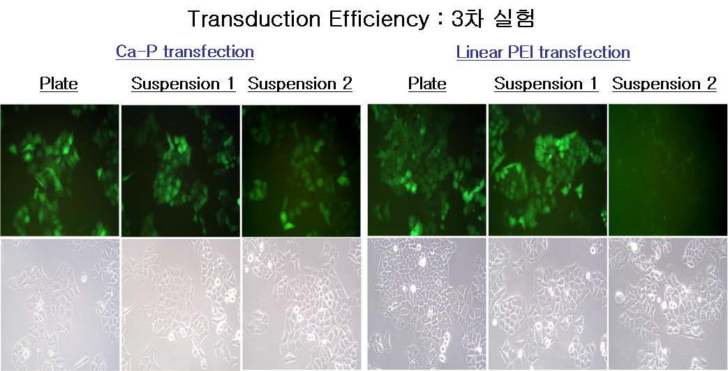 Production and infection efficiencies of rAAV2-CMV-GFP vectors from 293T cells