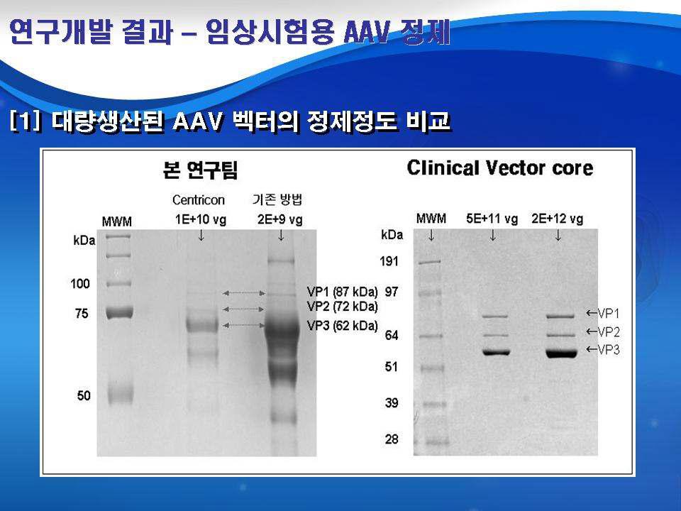 Coomassie staining of the purified rAAV-CMV-GFP vectors from 293T producing cell lines