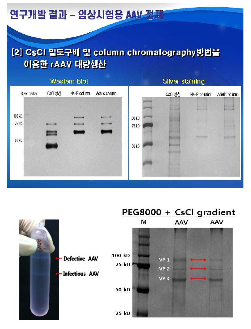 W estern blot analysis and silver staining of the purified rAAV-CMV-GFP vectors from 293T producing cell lines