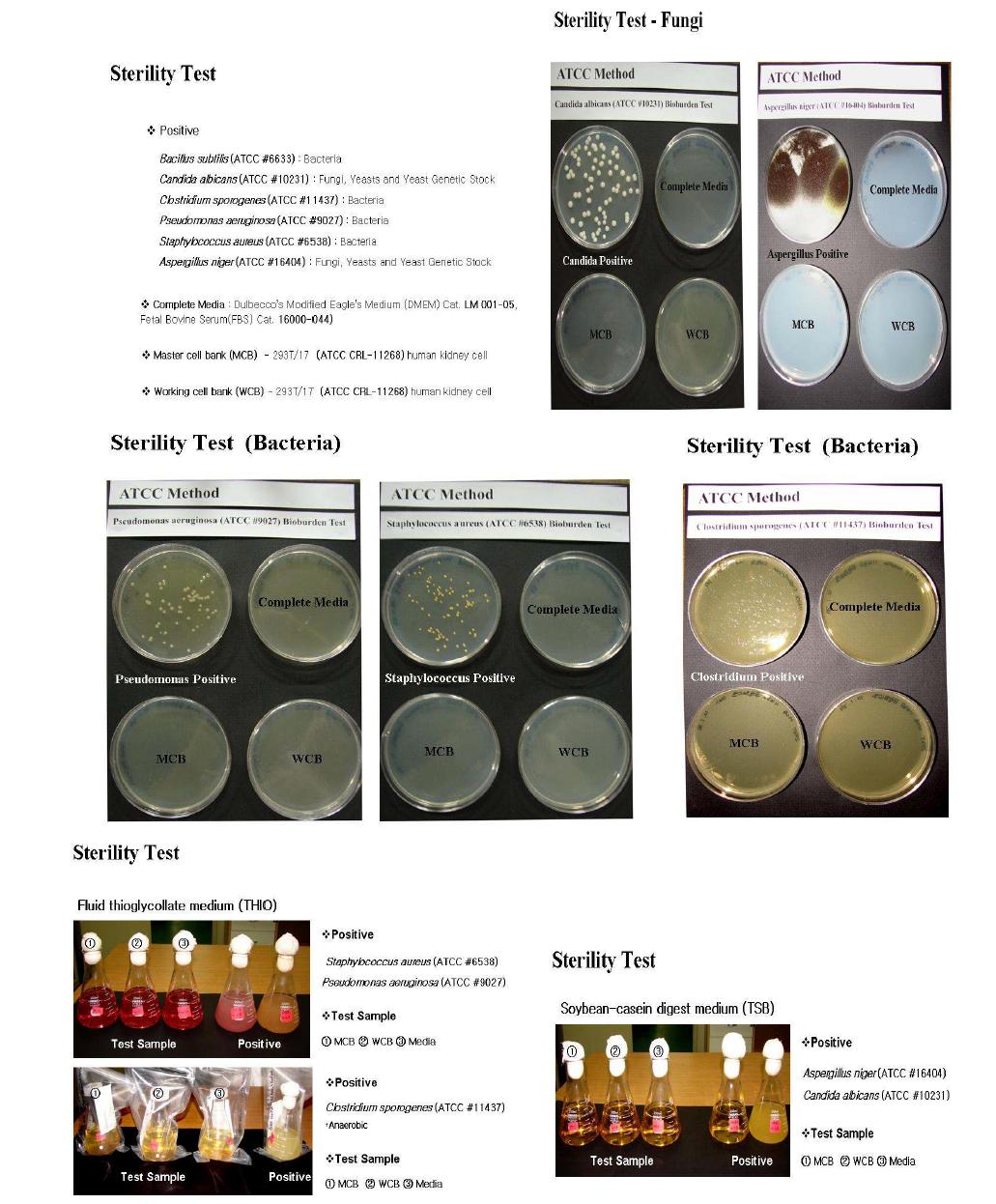 Sterility tests of 293T' s MCB and WCB