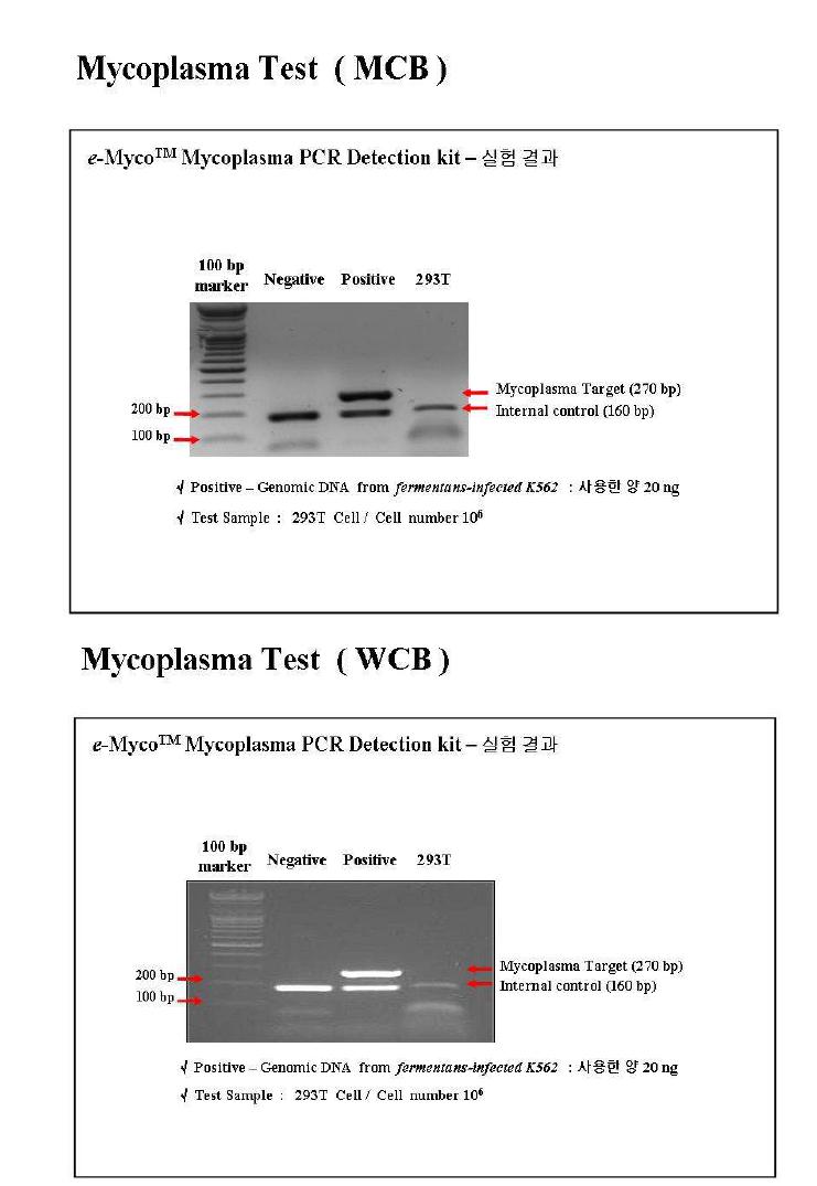 Mycoplasma tests of 293T' s MCB and WCB