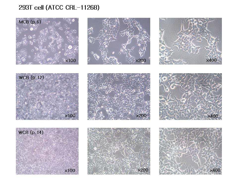 Evaluation of cell morphology for 293T' s MCB and WCB