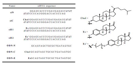 Estron moiety and synthesis of modified siRNAs.