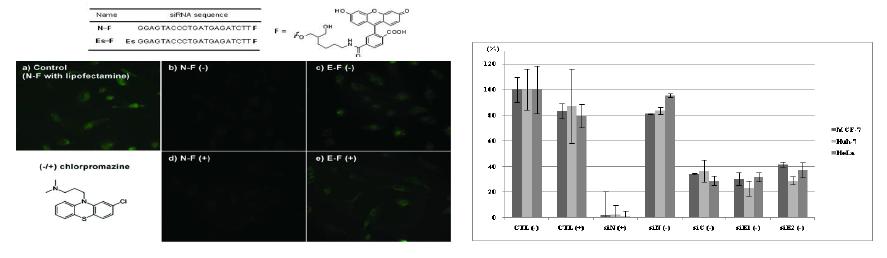 Cellular uptake and VEGF expression.