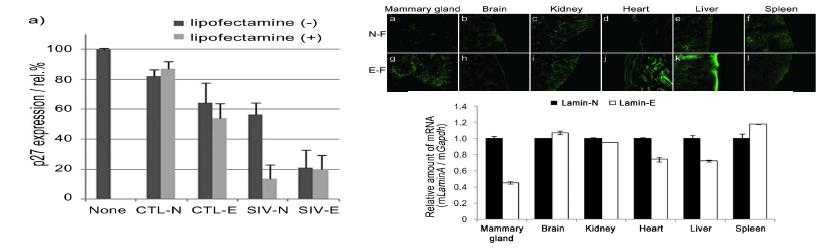 SIV expreesion of siRNAs.