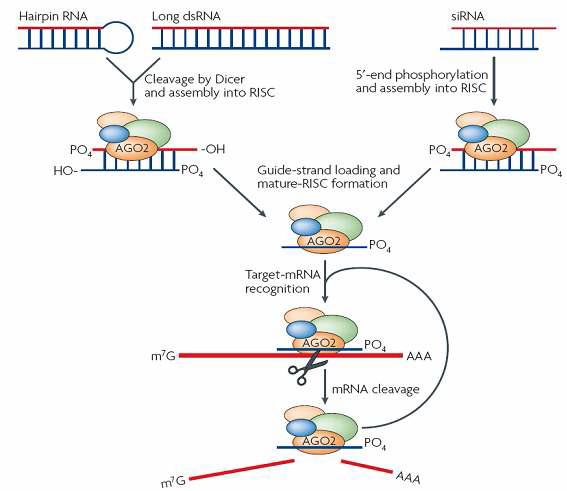 RNA 간섭 메커니즘