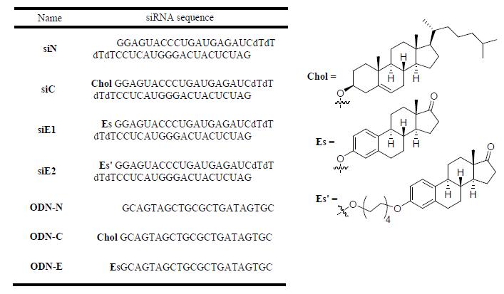 에스트론 단위체 및 변형 siRNA의 합성
