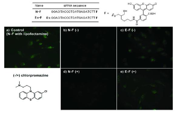 a) 대조군: 가공하지 않은 FITC로 표지한 올리고누클레오티드 (+) lipofectamine, chloropromazine을 처리하지 않은 경우 (b, c)와 처리한 경우 (d, e)에 대하여 형광 이미지로 나타낸 Estrone 결합 DNA (c,e)와 가공하지 않은 DNA (b, d)의 세포 투과성 비교.