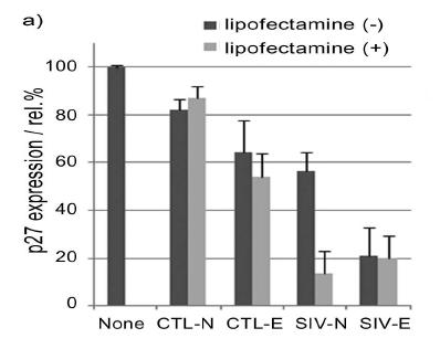 SIV의 발현을 억제하는 siRNA (SIV-N, SIV-E)와 SIV를 표적으로 하지 않는 대조군 siRNA (CTL-N, CTL-E)에 대하여 lipofectamine의 유무에 따른 SIV의 발현 정도. N은 가공하지 않은 siRNA를 E는 에스트론 결합 siRNA를 의미함.