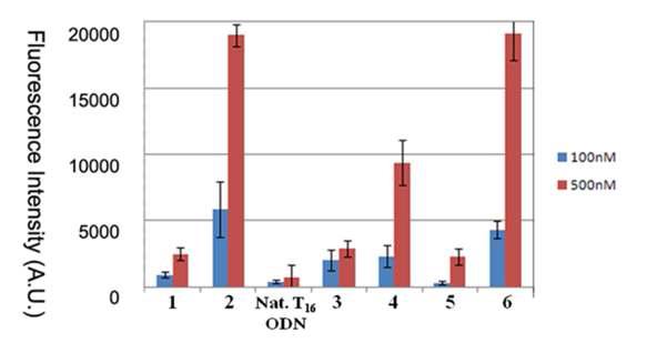 100, 500nM 의 Fam-labeled 펩타이드(1,2), natural T16 ODN, 펩타이드-올리고 T16 복합체 (3-6)의 세포투과성.