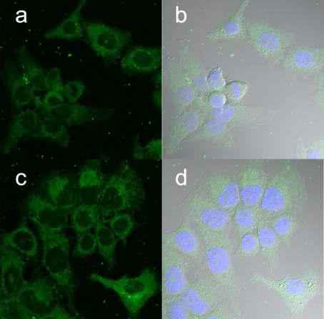 Hela cell에서의 Confocal microscopy image. 7 (a, b), 8 (c, d) ; 농도 : 500nM. 핵 염색은 Hoechst 33258 dye 사용.