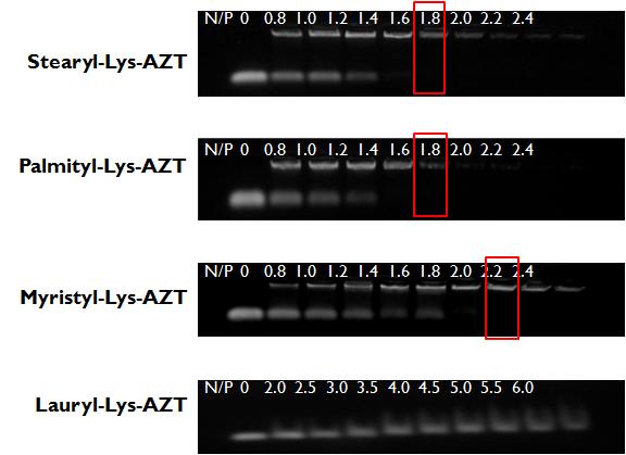 gel retardation assay